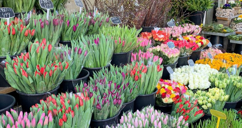 colorful-tulips-in-the-flower-shop-e1620200078177.jpg